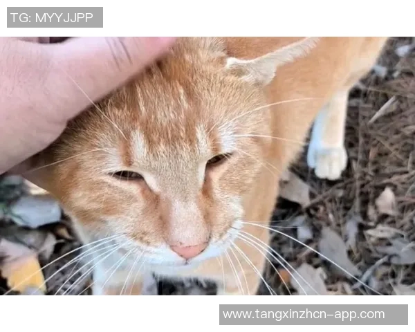 糖心vlog橘子猫-糖心橘子猫的温馨日常，Vlog里的甜蜜瞬间-糖心vlog橘子猫